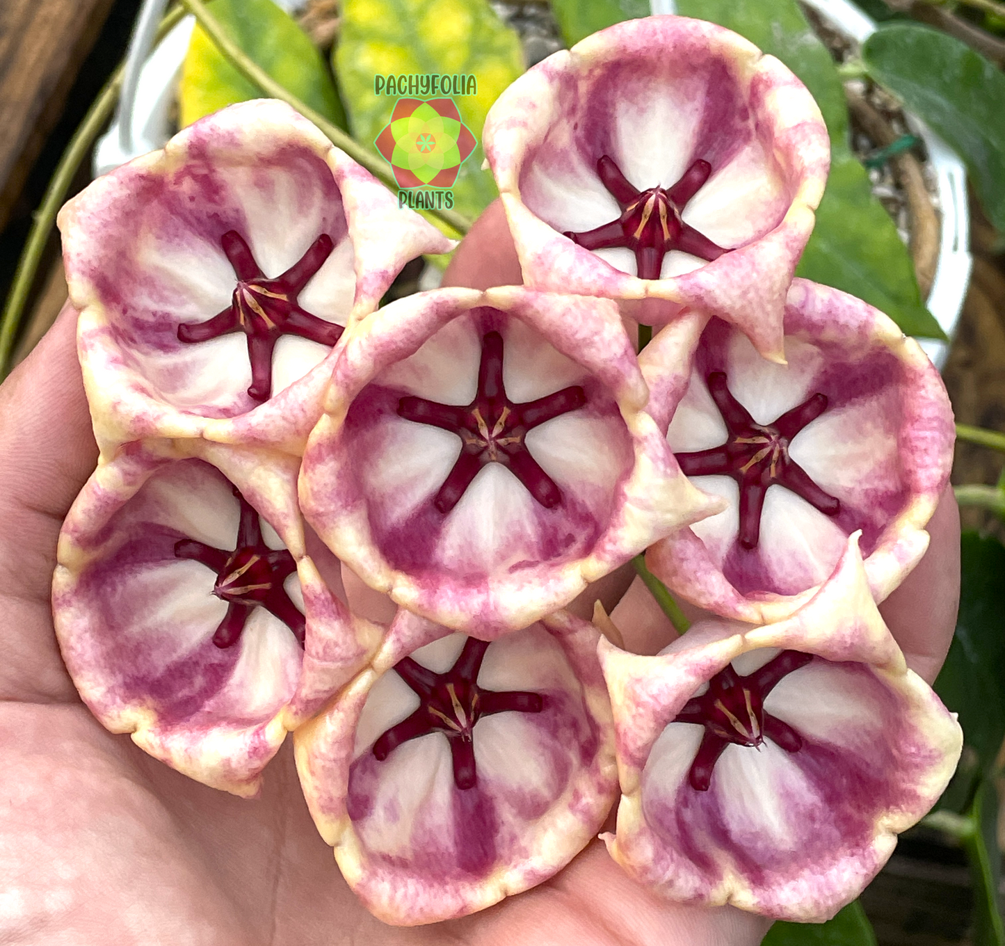 Hoya Archboldiana Pink - Rooted In 3.5" pot - Multiple Nodes!