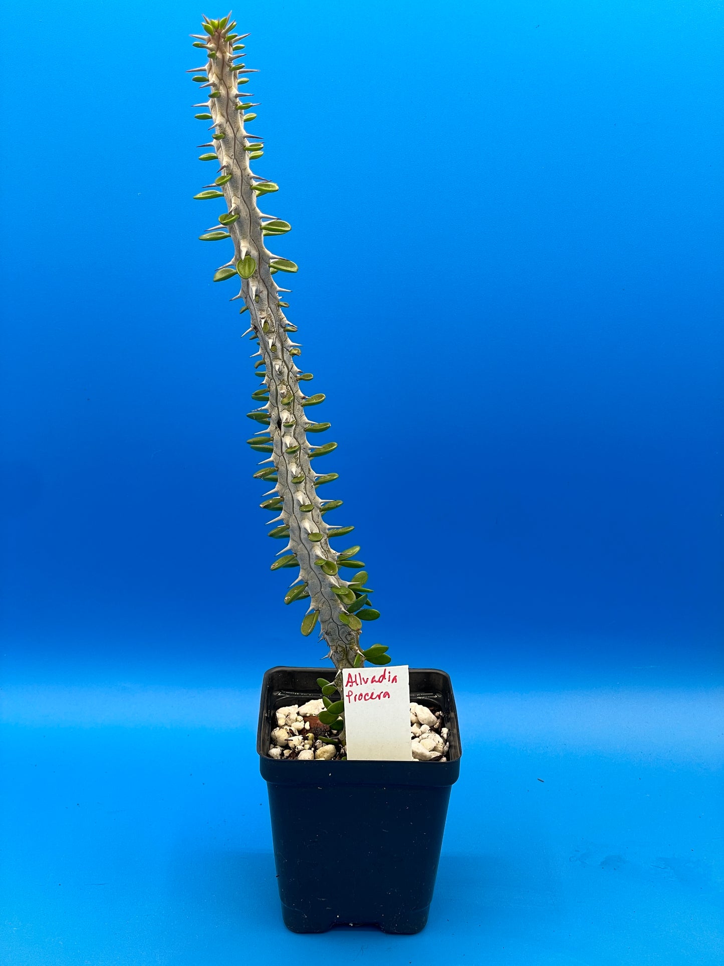 Madagascar Ocotillo Alluadia Procera 3.5” Pot Very Healthy - No Shipping To California Or Arizona!