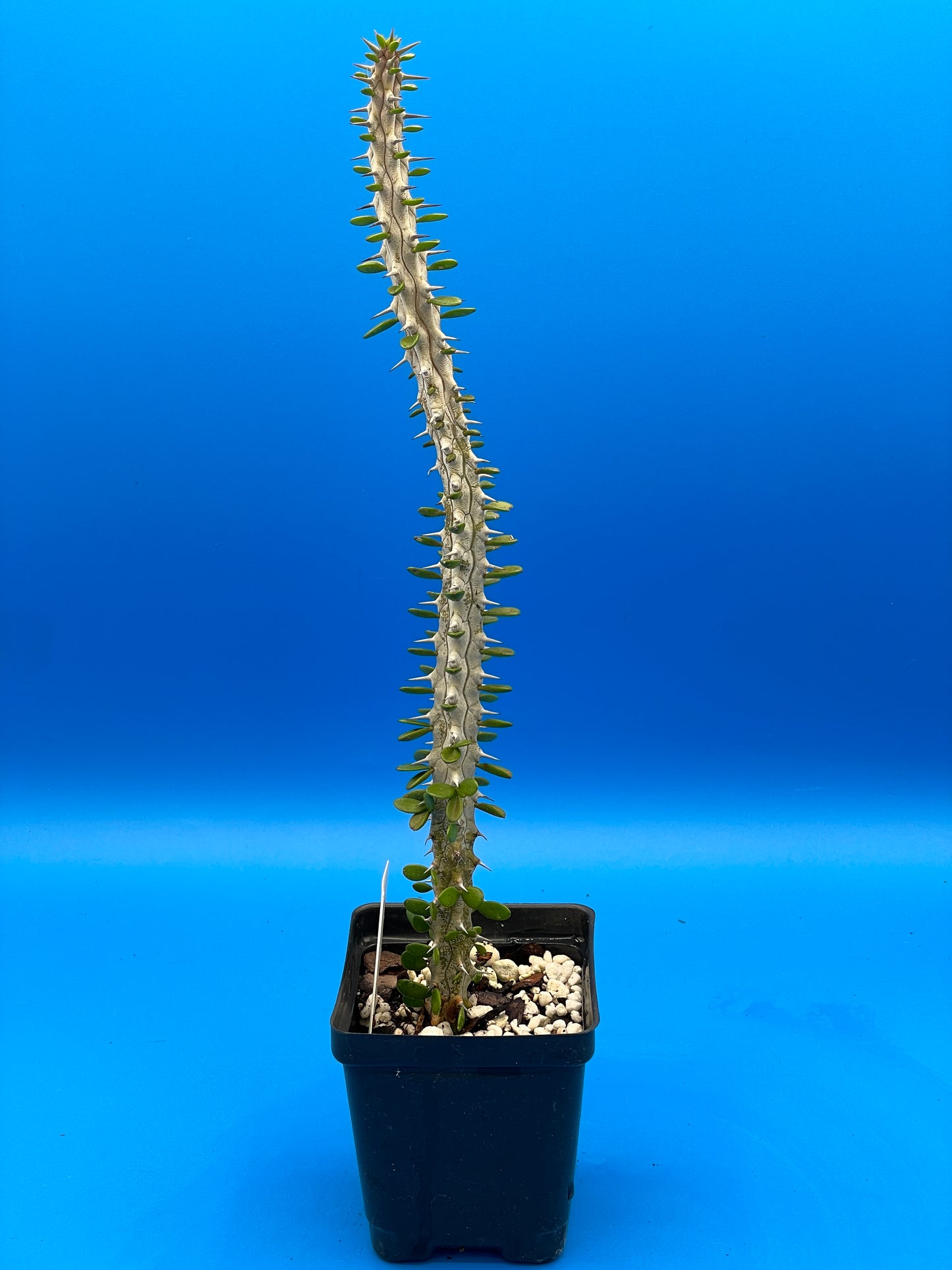 Madagascar Ocotillo Alluadia Procera 3.5” Pot Very Healthy - No Shipping To California Or Arizona!