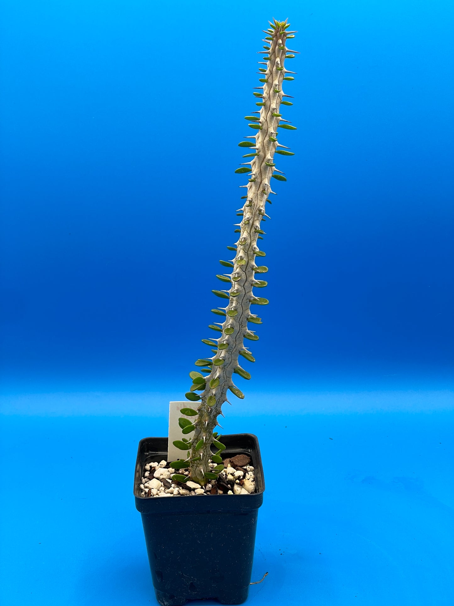 Madagascar Ocotillo Alluadia Procera 3.5” Pot Very Healthy - No Shipping To California Or Arizona!