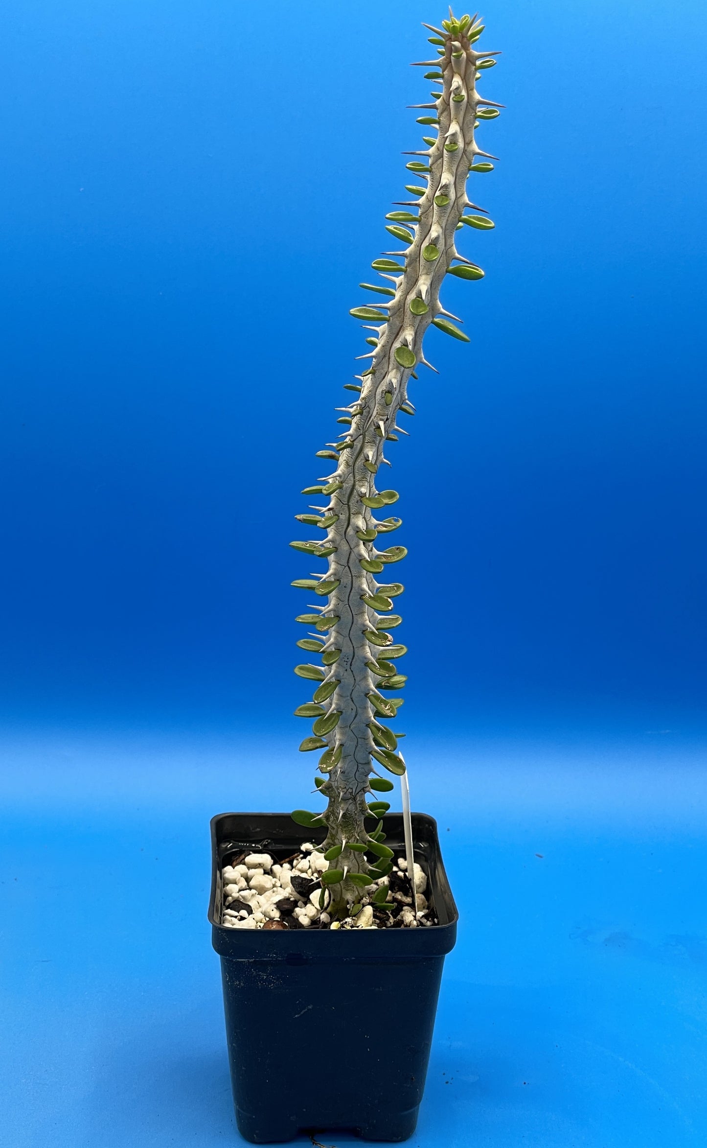 Madagascar Ocotillo Alluadia Procera 3.5” Pot Very Healthy - No Shipping To California Or Arizona!