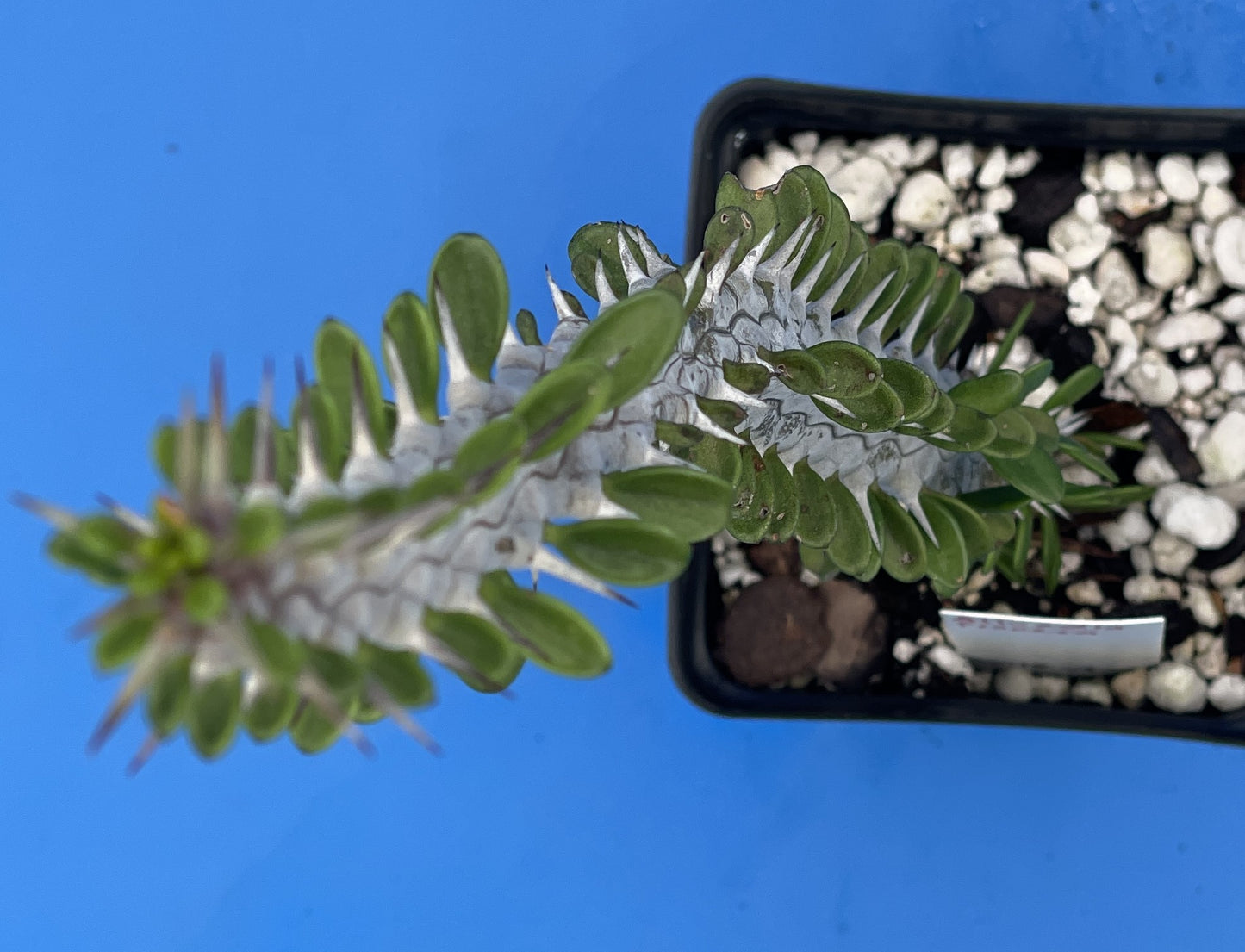 Madagascar Ocotillo Alluadia Procera 3.5” Pot Very Healthy - No Shipping To California Or Arizona!