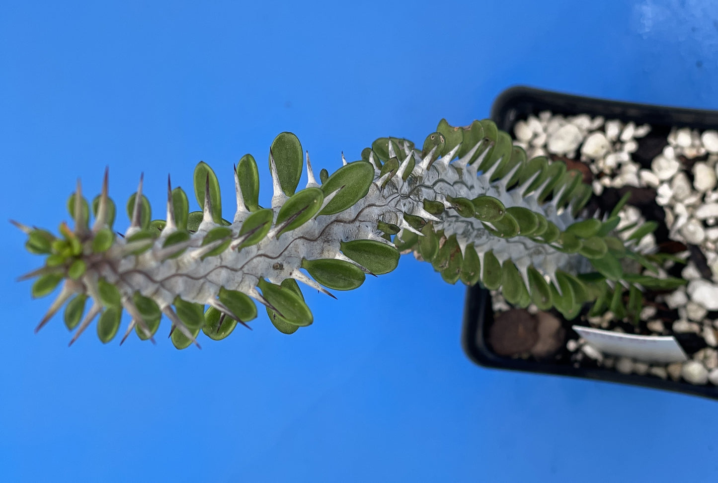 Madagascar Ocotillo Alluadia Procera 3.5” Pot Very Healthy - No Shipping To California Or Arizona!