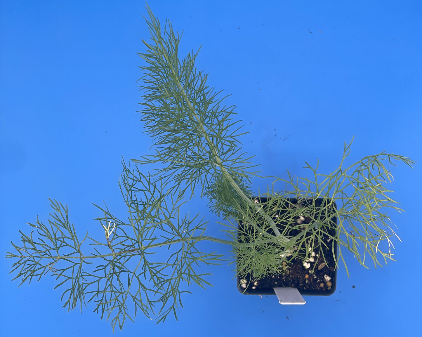 Fennel, Florence - Live Plant in 3" Starter Pot - Foeniculum Vulgare