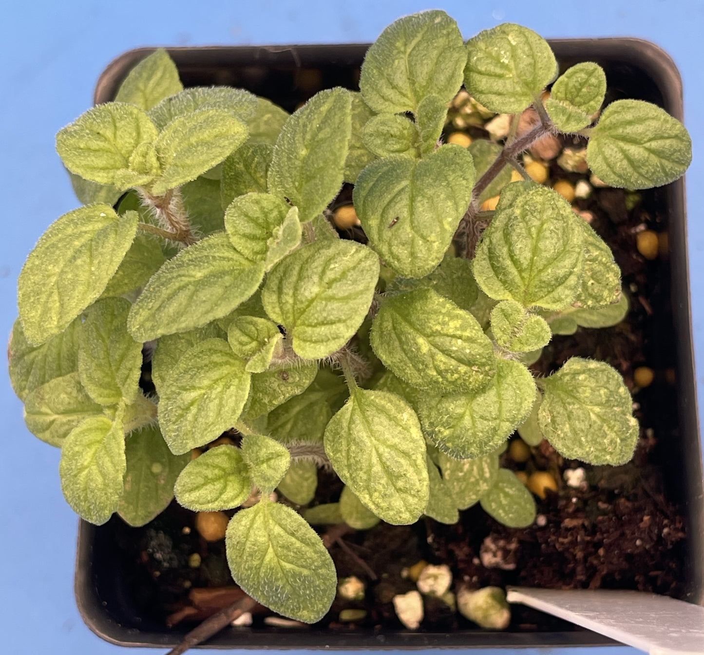 Zaatar - 3" Starter Pot - Origanum Syriacum - Biblical Hyssop