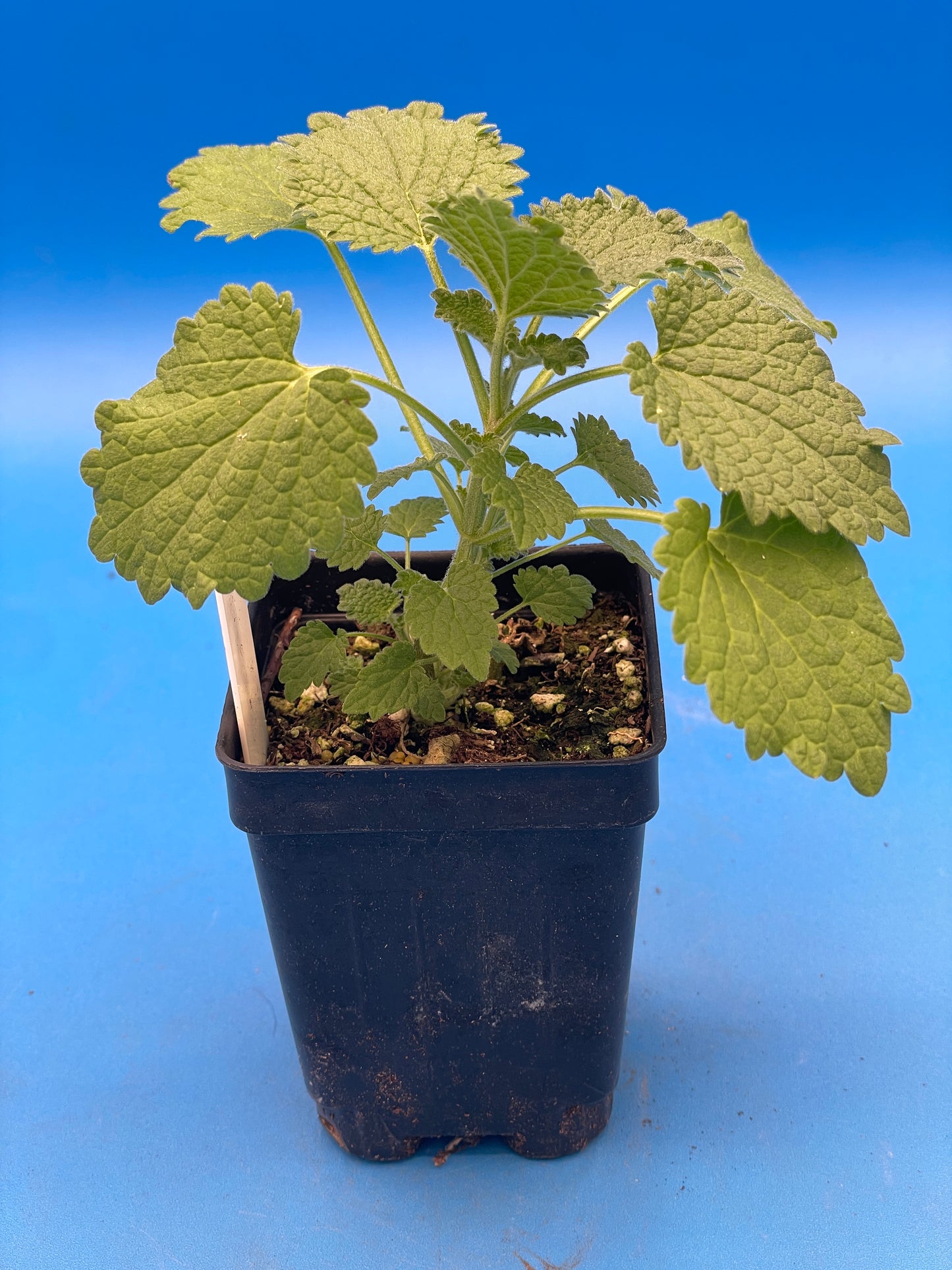 Horehound, Black Live 3" Starter Plant - Ballota Nigra
