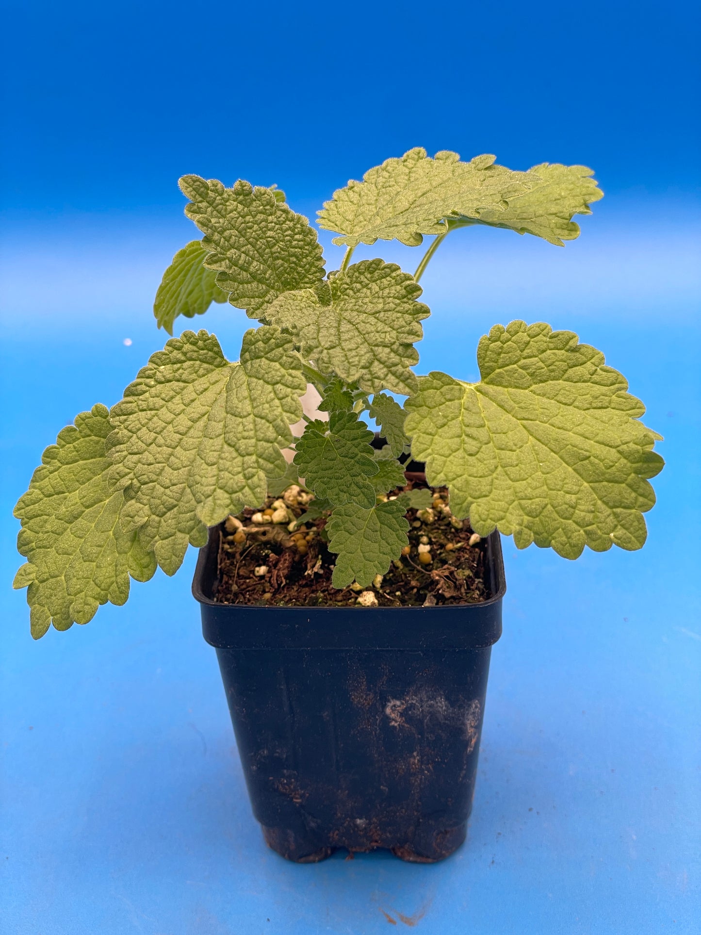 Horehound, Black Live 3" Starter Plant - Ballota Nigra