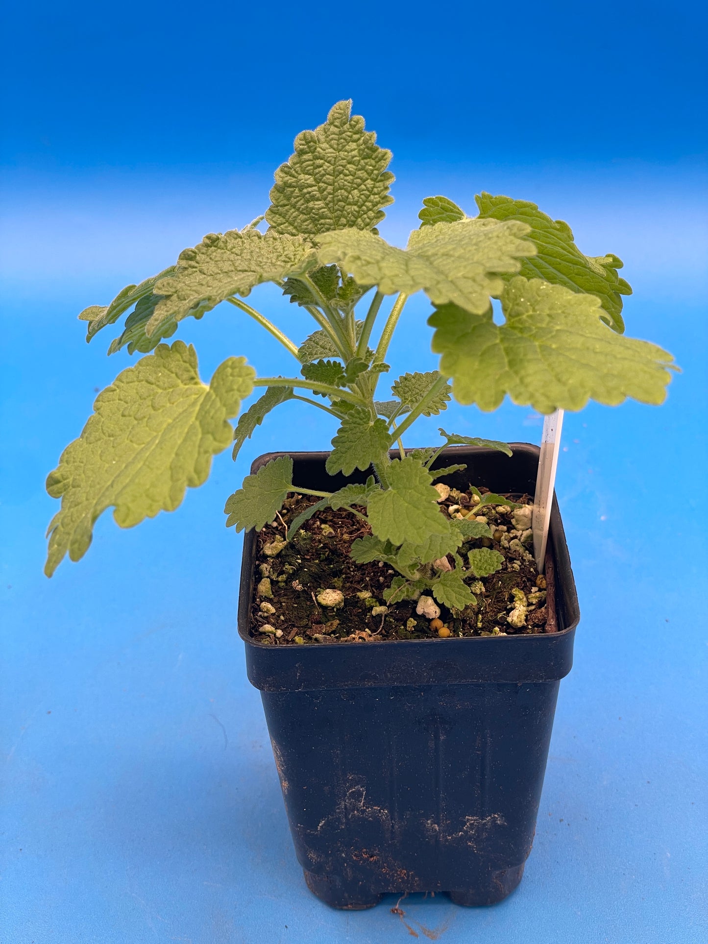 Horehound, Black Live 3" Starter Plant - Ballota Nigra