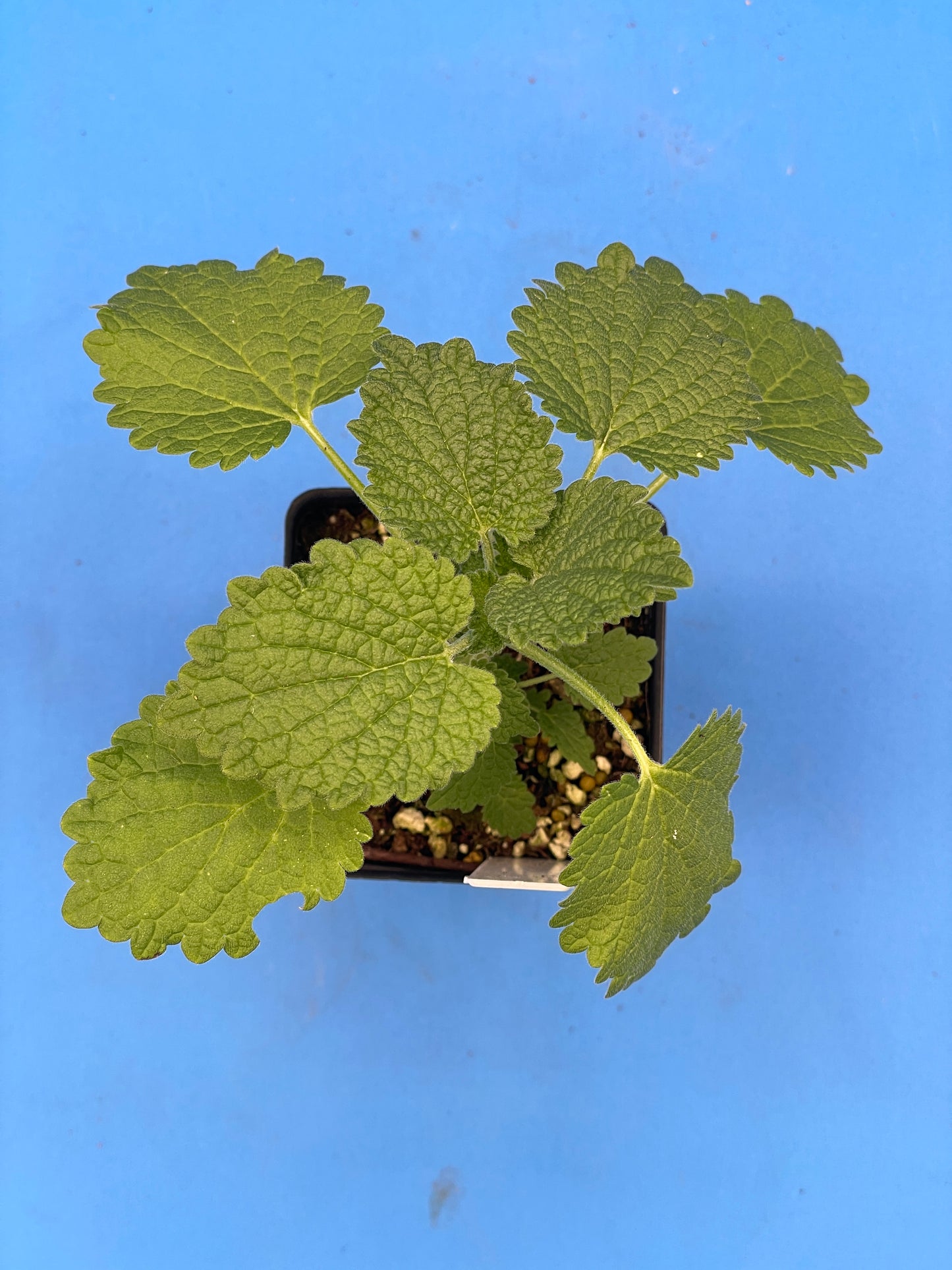 Horehound, Black Live 3" Starter Plant - Ballota Nigra