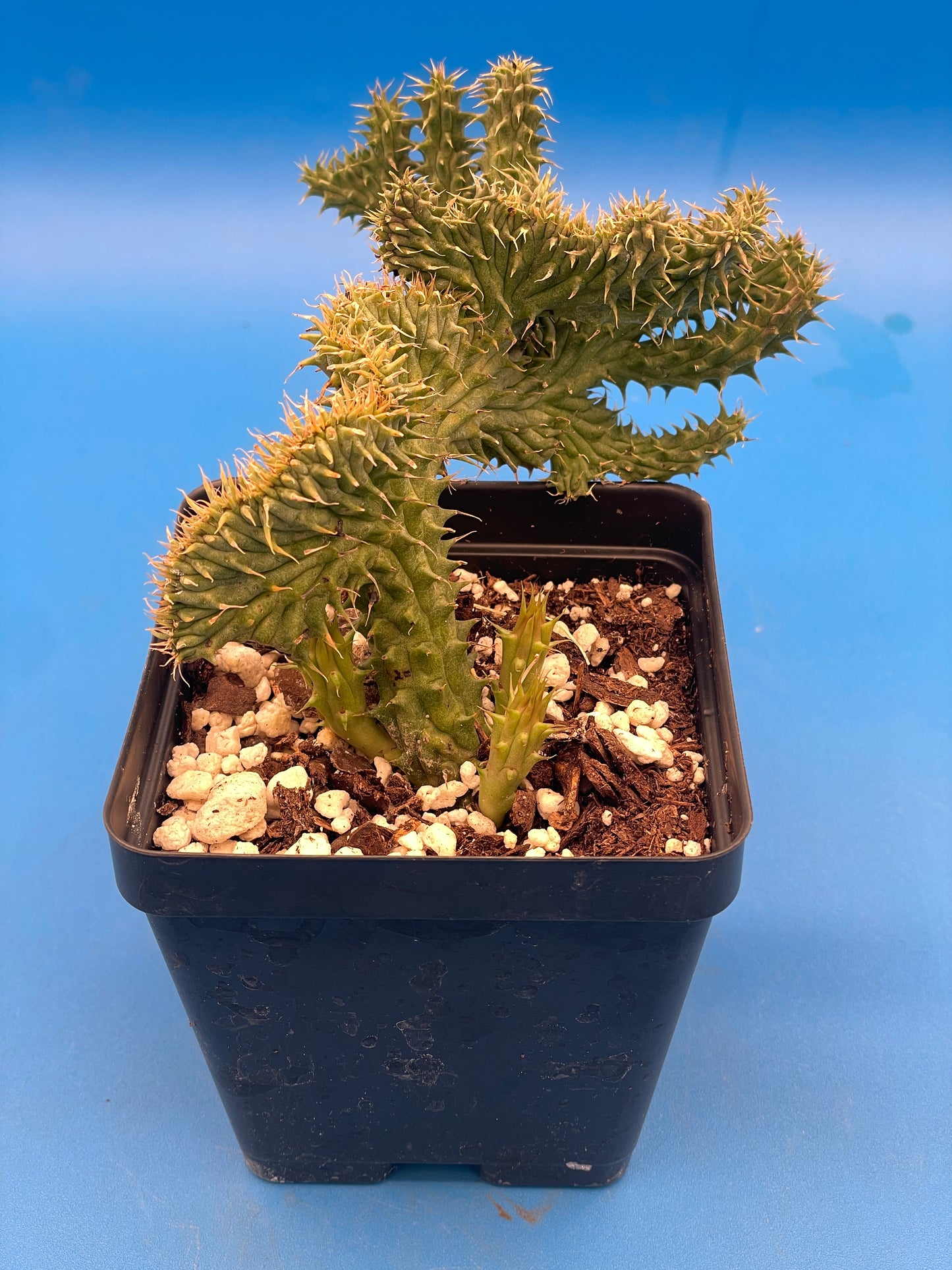 Crested Huernia Macrocarpa Inch Potted Plant WELL ROOTED