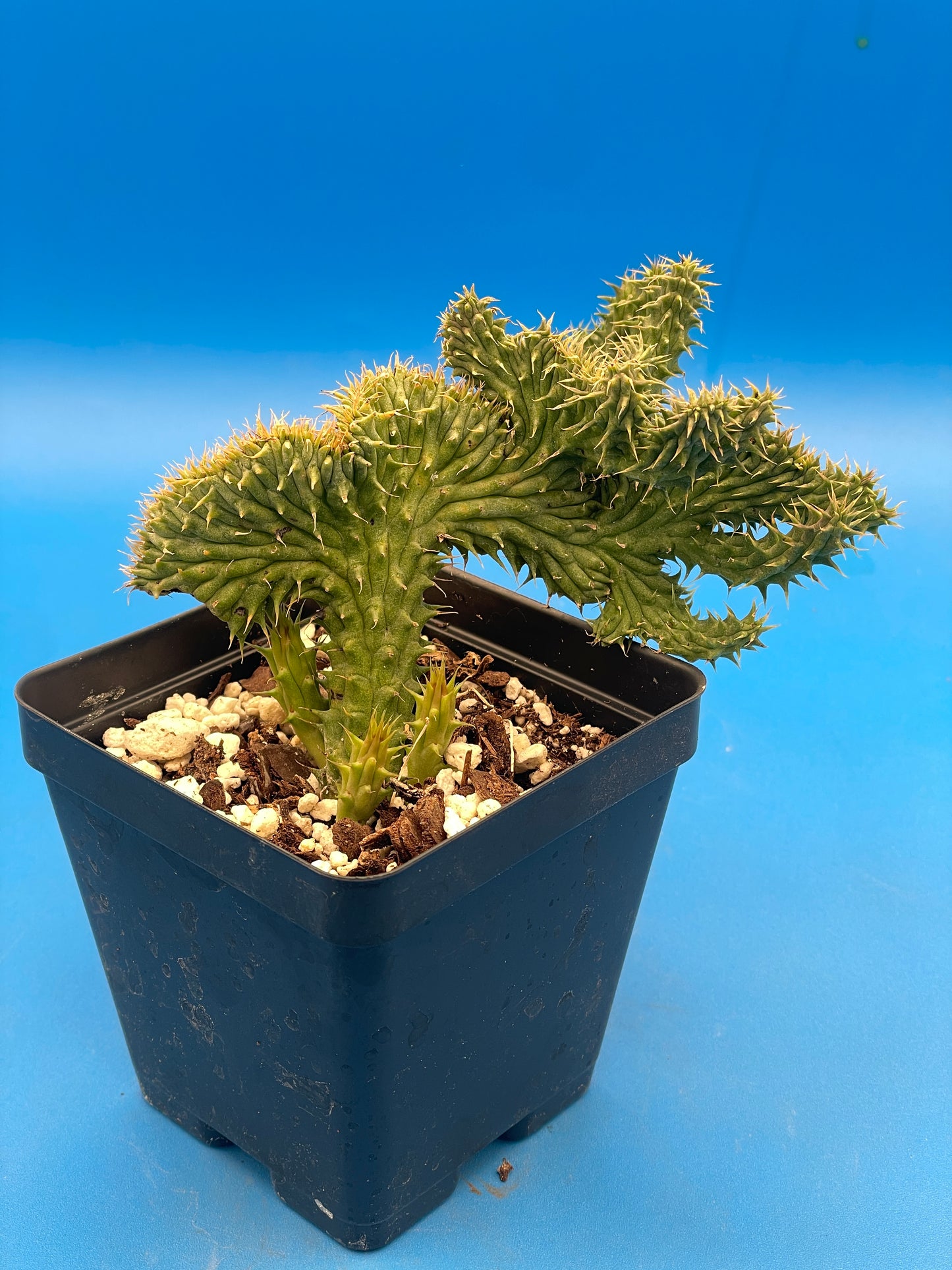 Crested Huernia Macrocarpa Inch Potted Plant WELL ROOTED