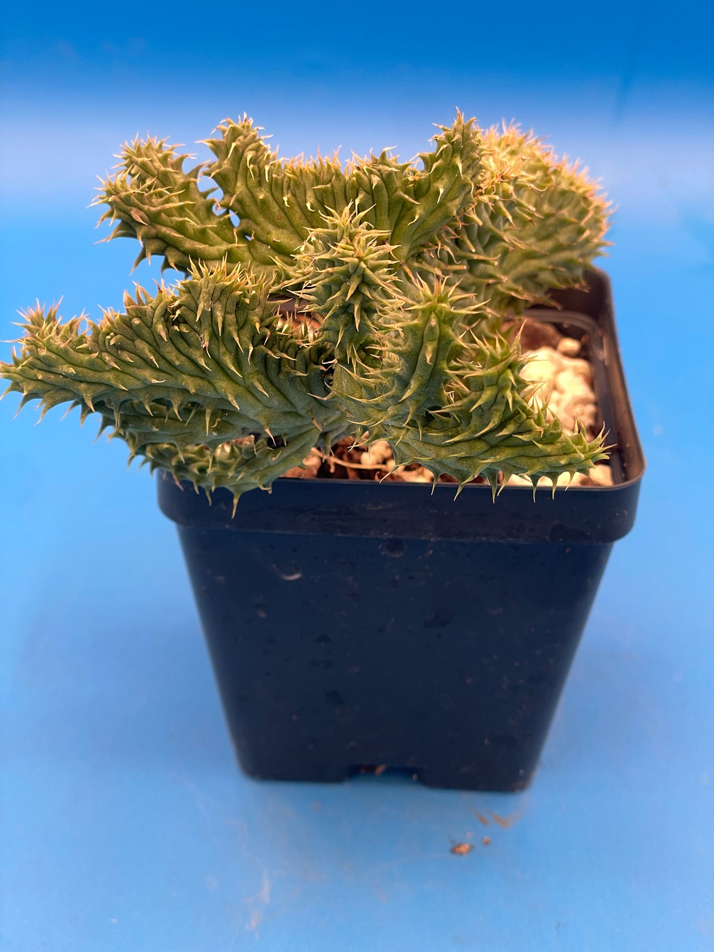 Crested Huernia Macrocarpa Inch Potted Plant WELL ROOTED