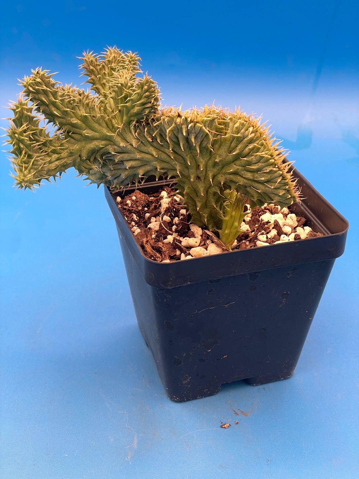 Crested Huernia Macrocarpa Inch Potted Plant WELL ROOTED