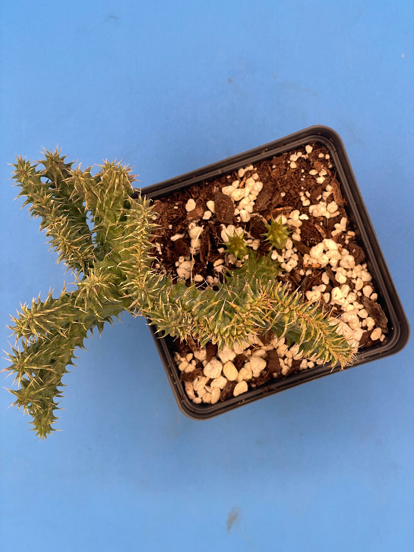 Crested Huernia Macrocarpa Inch Potted Plant WELL ROOTED