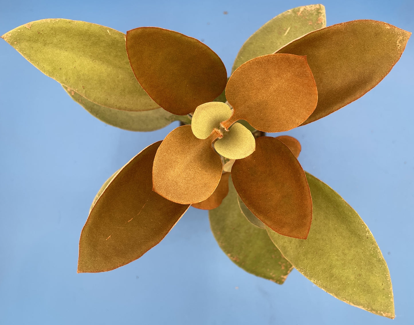 Kalanchoe Copper Spoons - Kalanchoe Orgyalis - Ships in 3.5" Pot