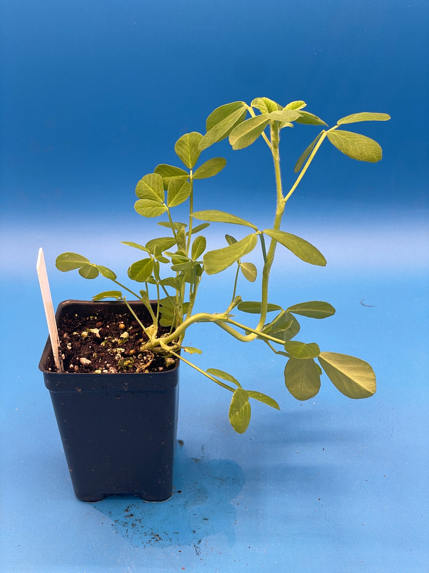 Fenugreek Starter Plant - Trigonella foenum-graecum - Ships In 3" pots - No Shipping To California Or Arizona!
