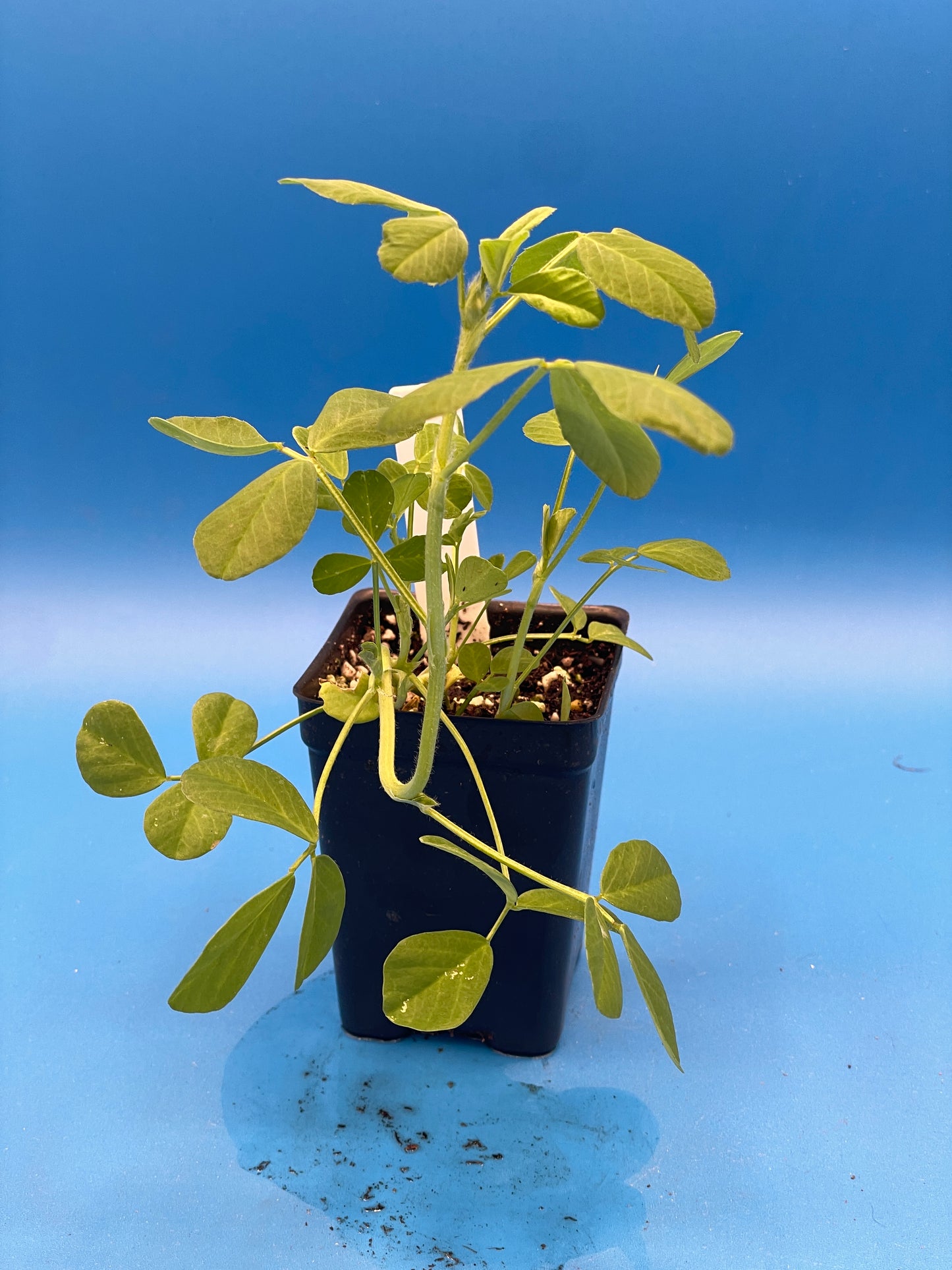 Fenugreek Starter Plant - Trigonella foenum-graecum - Ships In 3" pots - No Shipping To California Or Arizona!