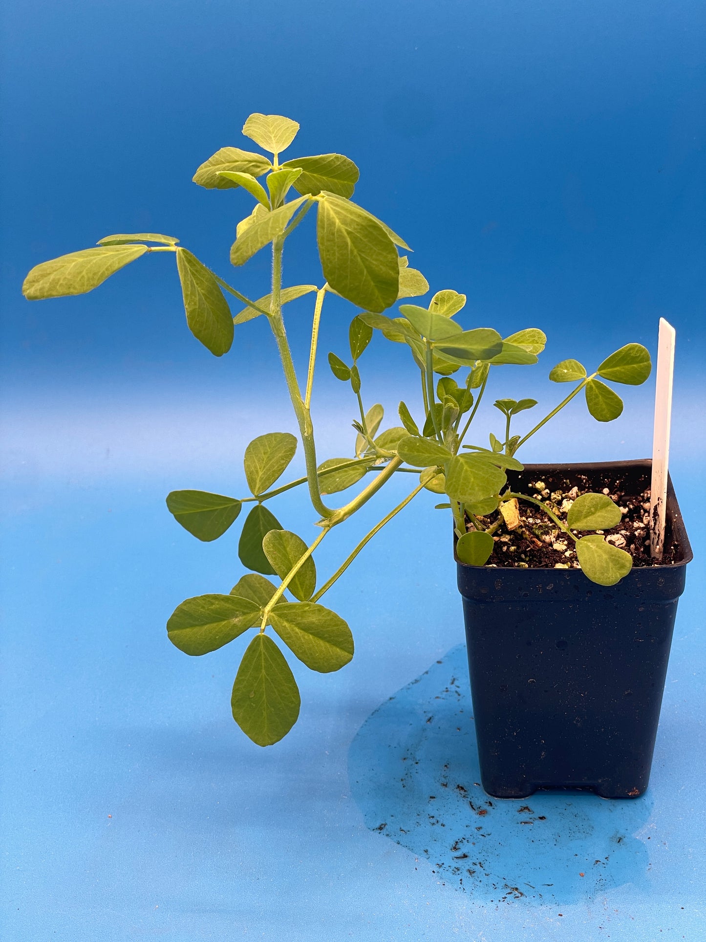 Fenugreek Starter Plant - Trigonella foenum-graecum - Ships In 3" pots - No Shipping To California Or Arizona!