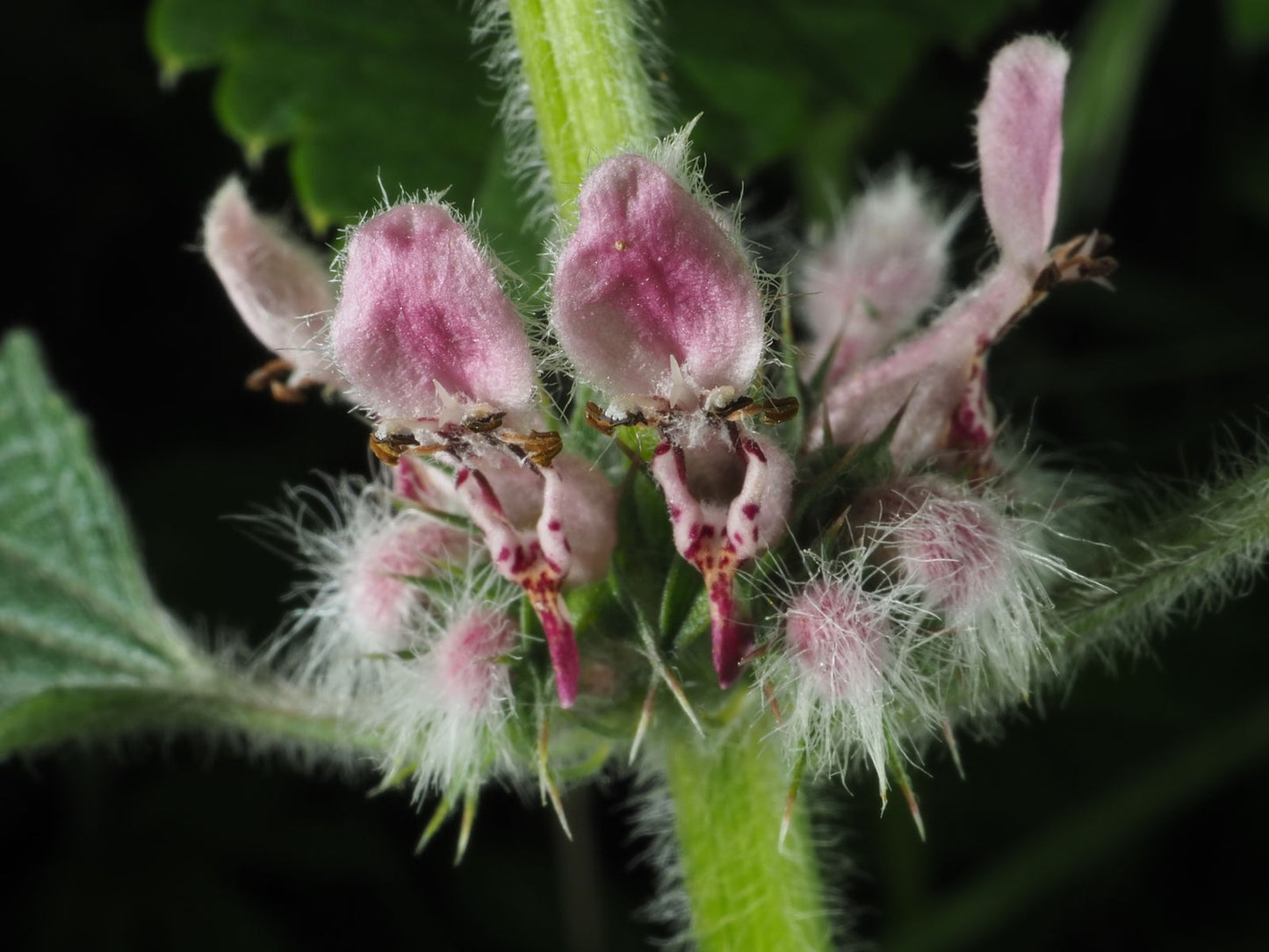 Motherwort, Common - 3" Starter Pot - Leonurus Cardiaca - Cool Season Grower In Florida