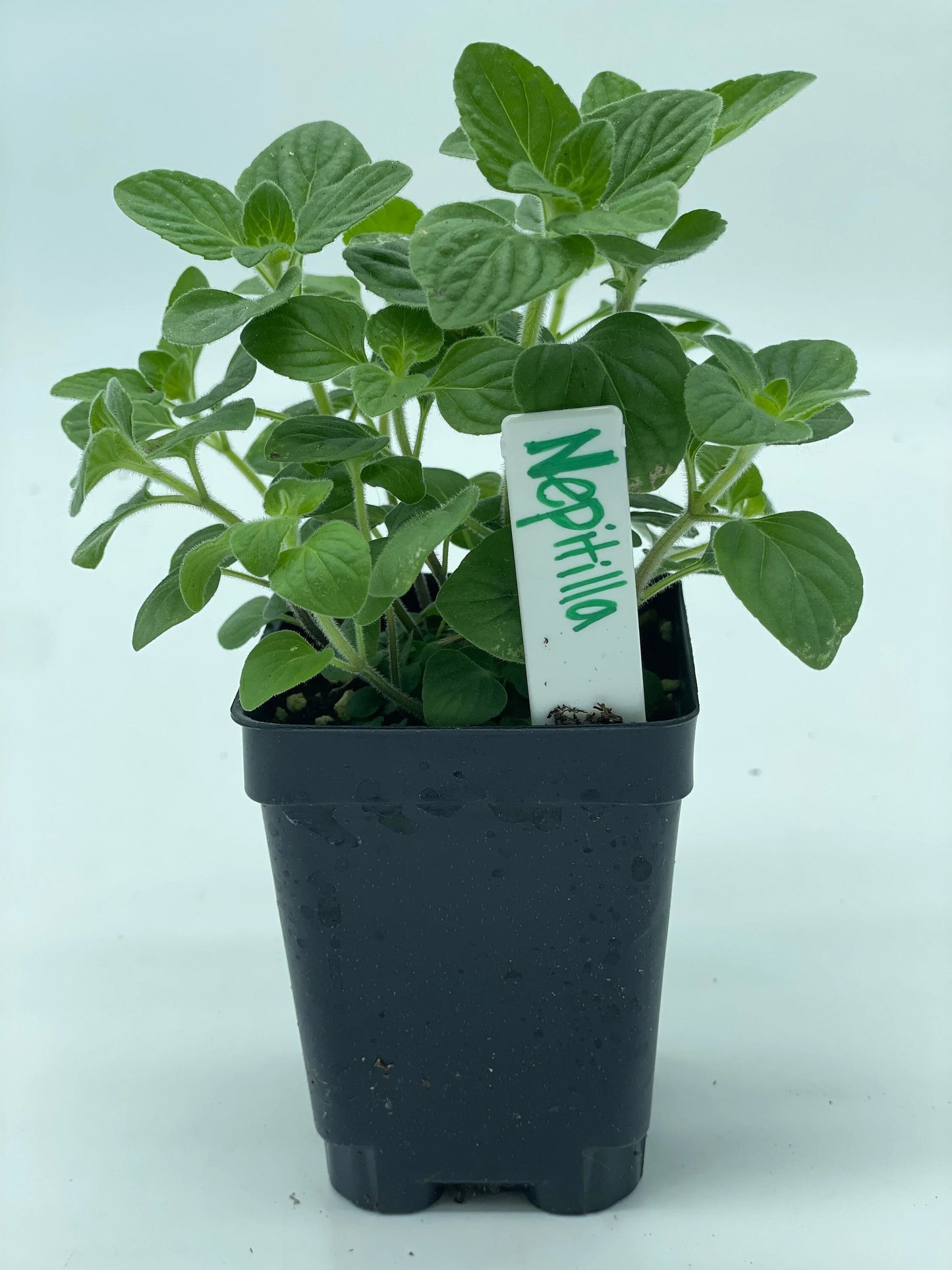 Nepitilla - Clinopodium Nepeta - 3" Starter Pot , Herbs -, Culinary - Tea
