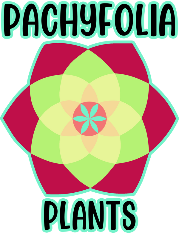 Pachyfolia Plants