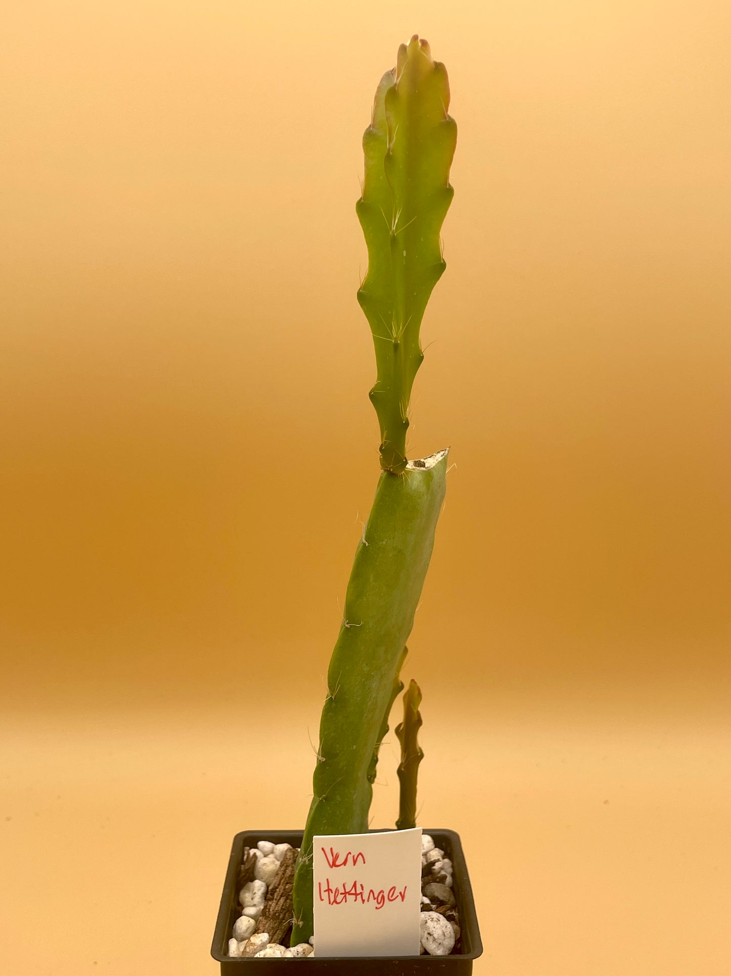 Epiphyllum Hybrid 'Vern Hettinger' In 3" Starter Pot - Fully-Rooted