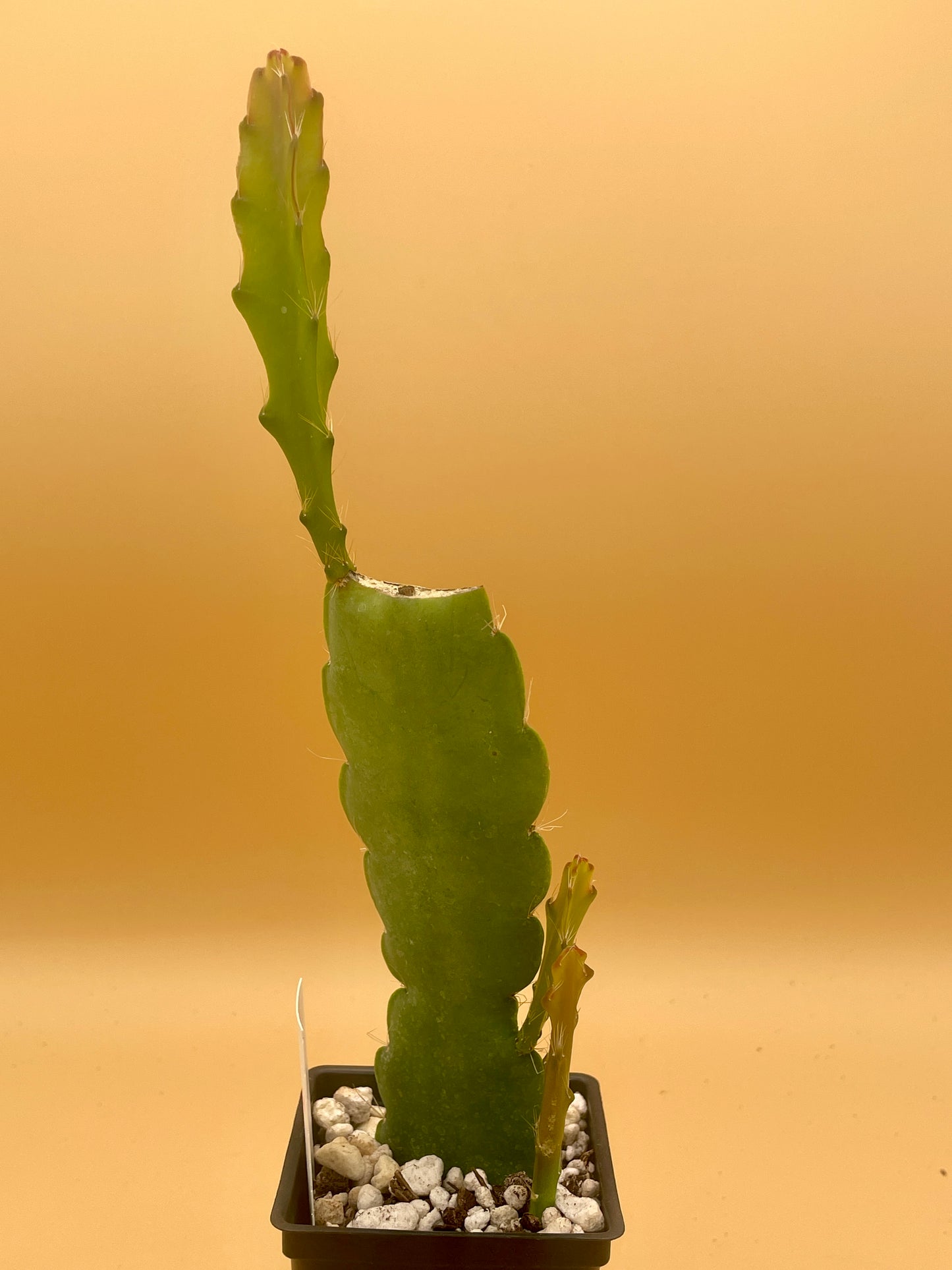 Epiphyllum Hybrid 'Vern Hettinger' In 3" Starter Pot - Fully-Rooted