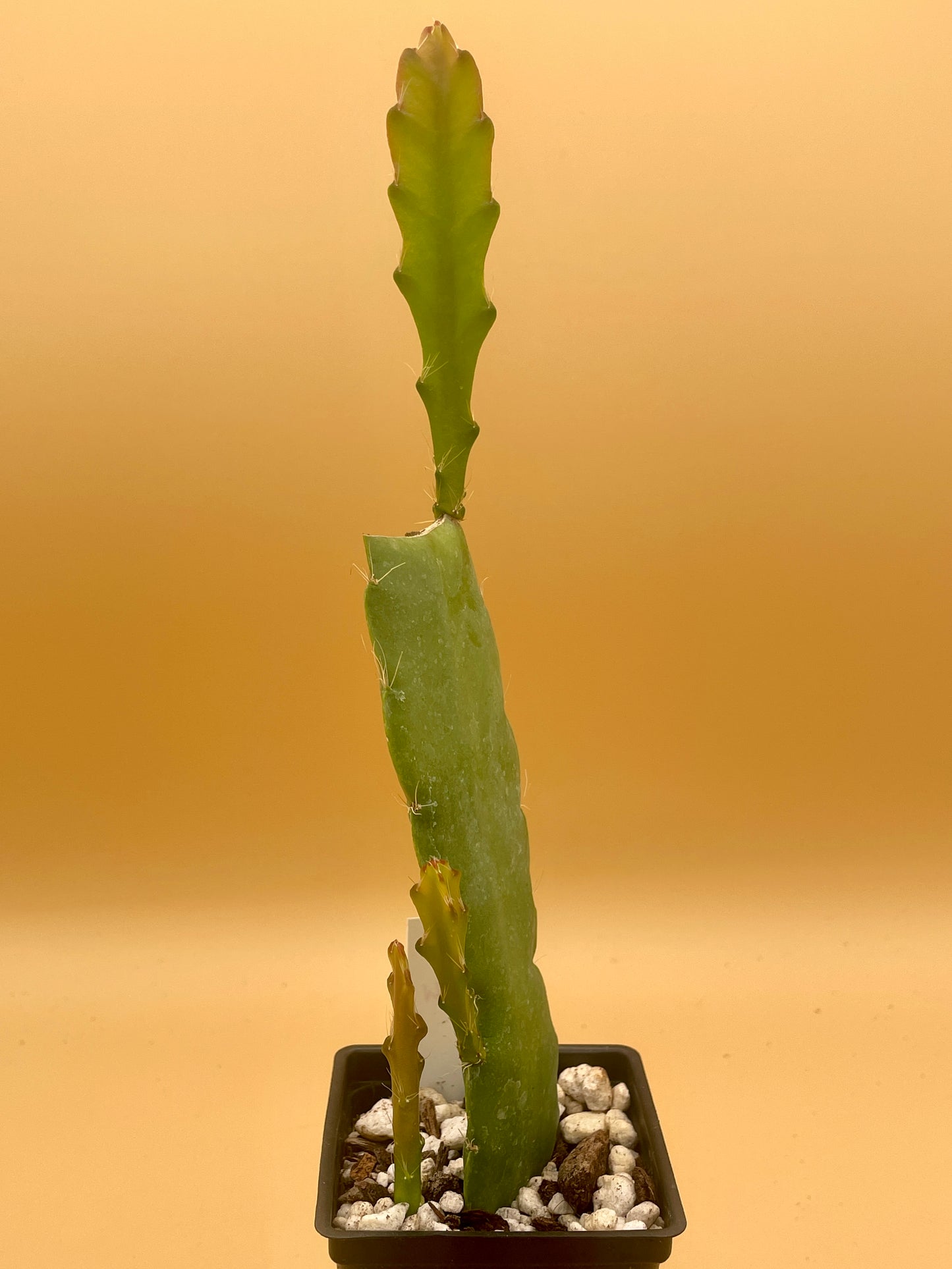 Epiphyllum Hybrid 'Vern Hettinger' In 3" Starter Pot - Fully-Rooted