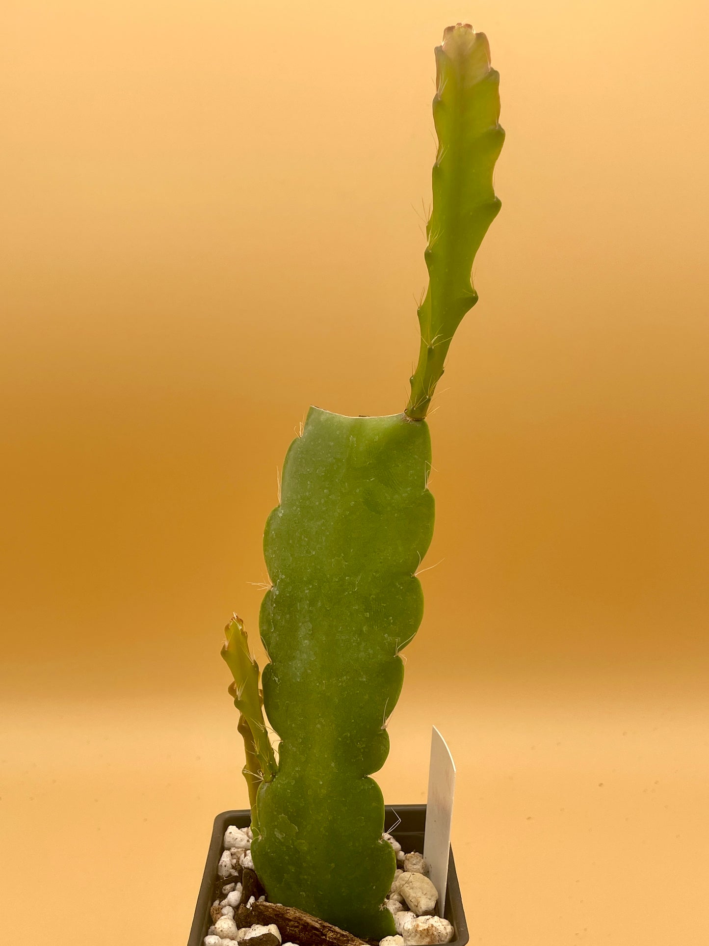 Epiphyllum Hybrid 'Vern Hettinger' In 3" Starter Pot - Fully-Rooted