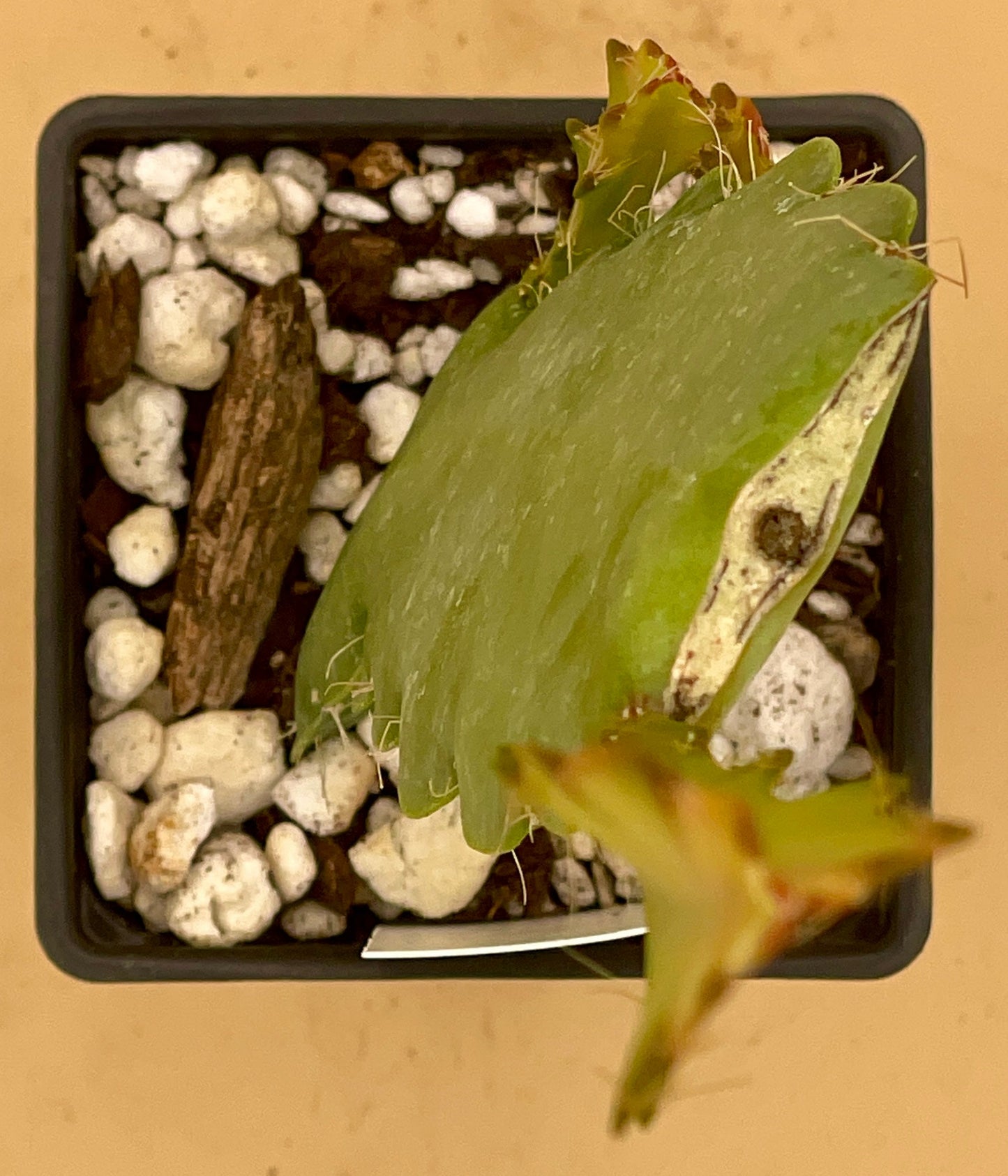 Epiphyllum Hybrid 'Vern Hettinger' In 3" Starter Pot - Fully-Rooted