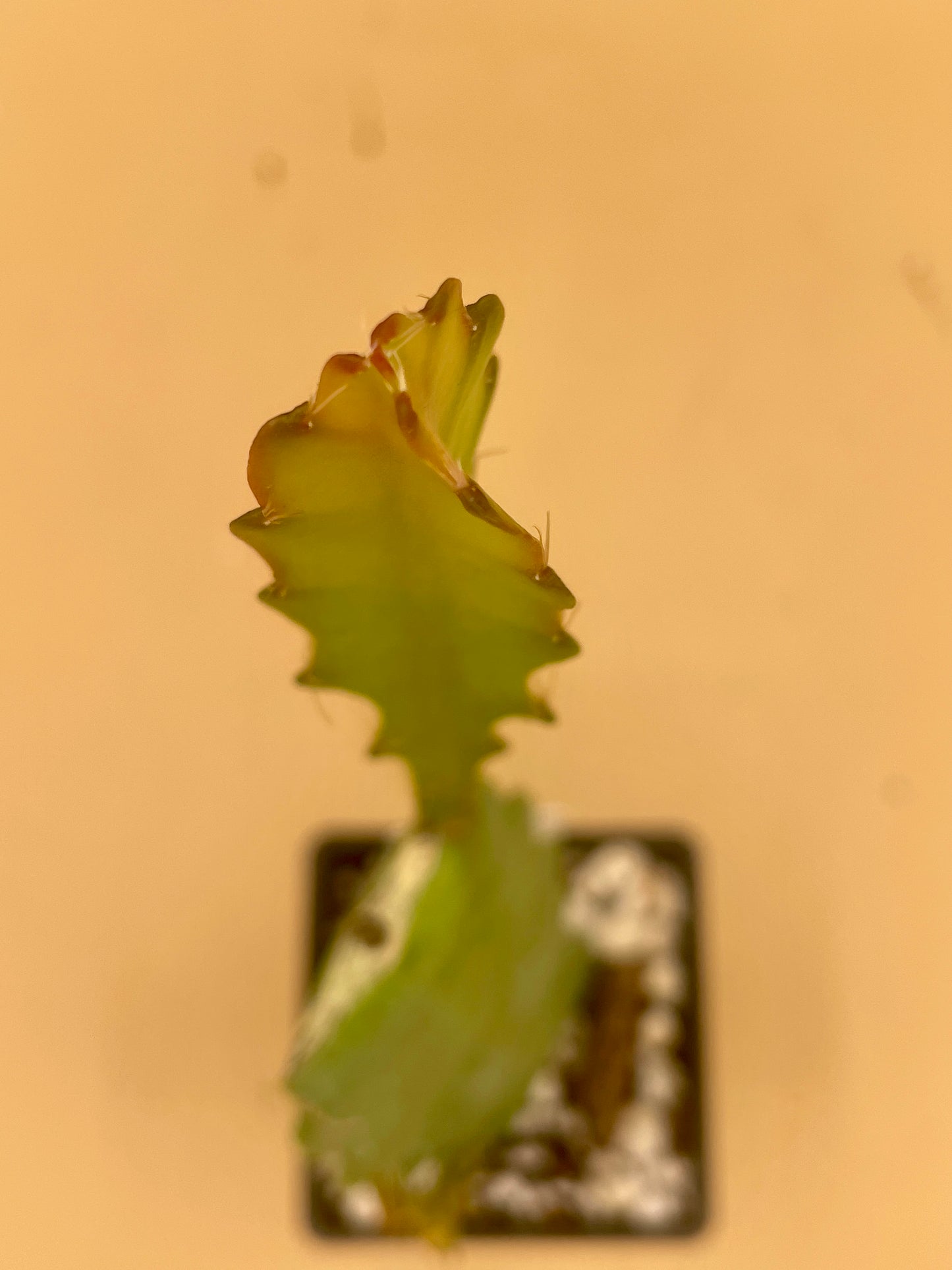 Epiphyllum Hybrid 'Vern Hettinger' In 3" Starter Pot - Fully-Rooted