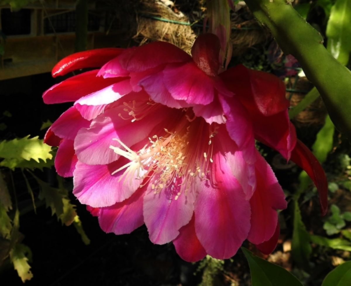 Epiphyllum Hybrid 'Showboat' - Rooted 3" Starter Pot - Orchid Cactus