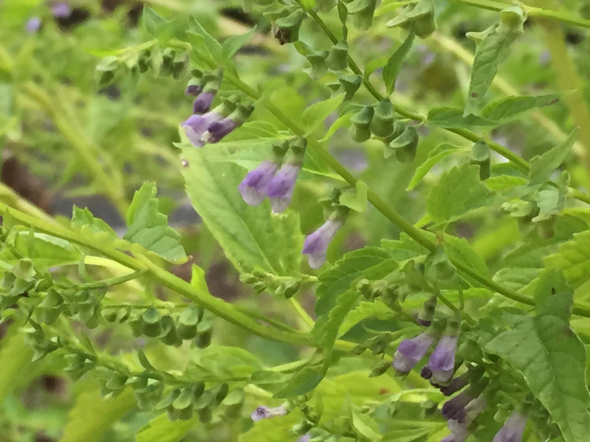 Skullcap, Mad Dog - 3" Starter Pot - Scutellaria lateriflora