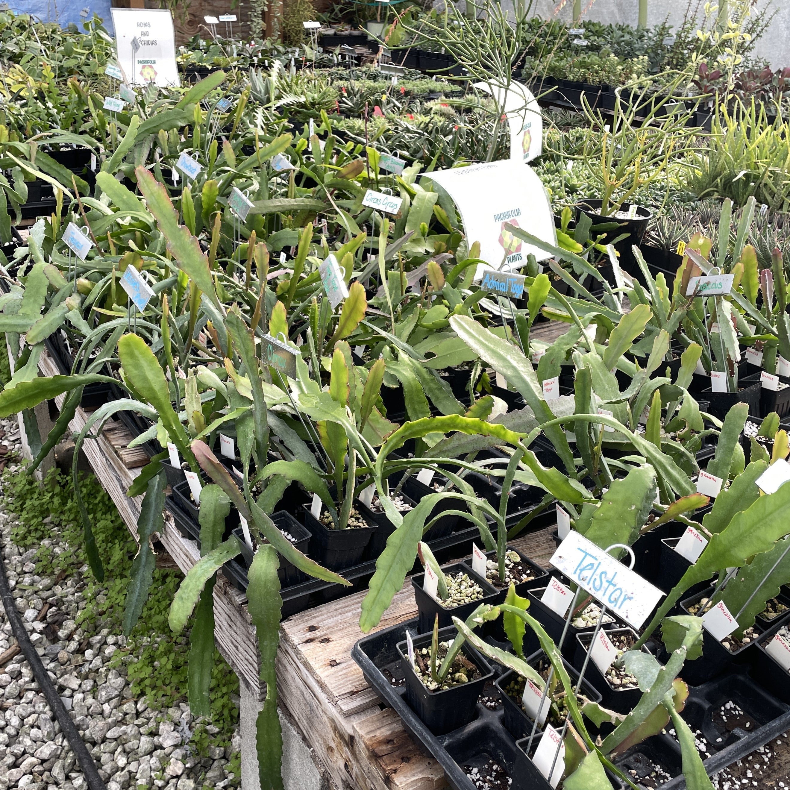 Epiphyllums – Pachyfolia Plants