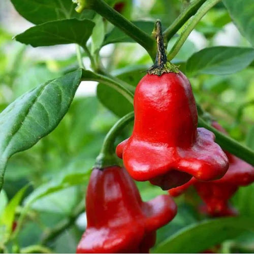 Bishops Crown Pepper 3" Live Starter Plant  - AKA Clown Pepper - Capsicum Baccatum - No Shipping To California or Arizona