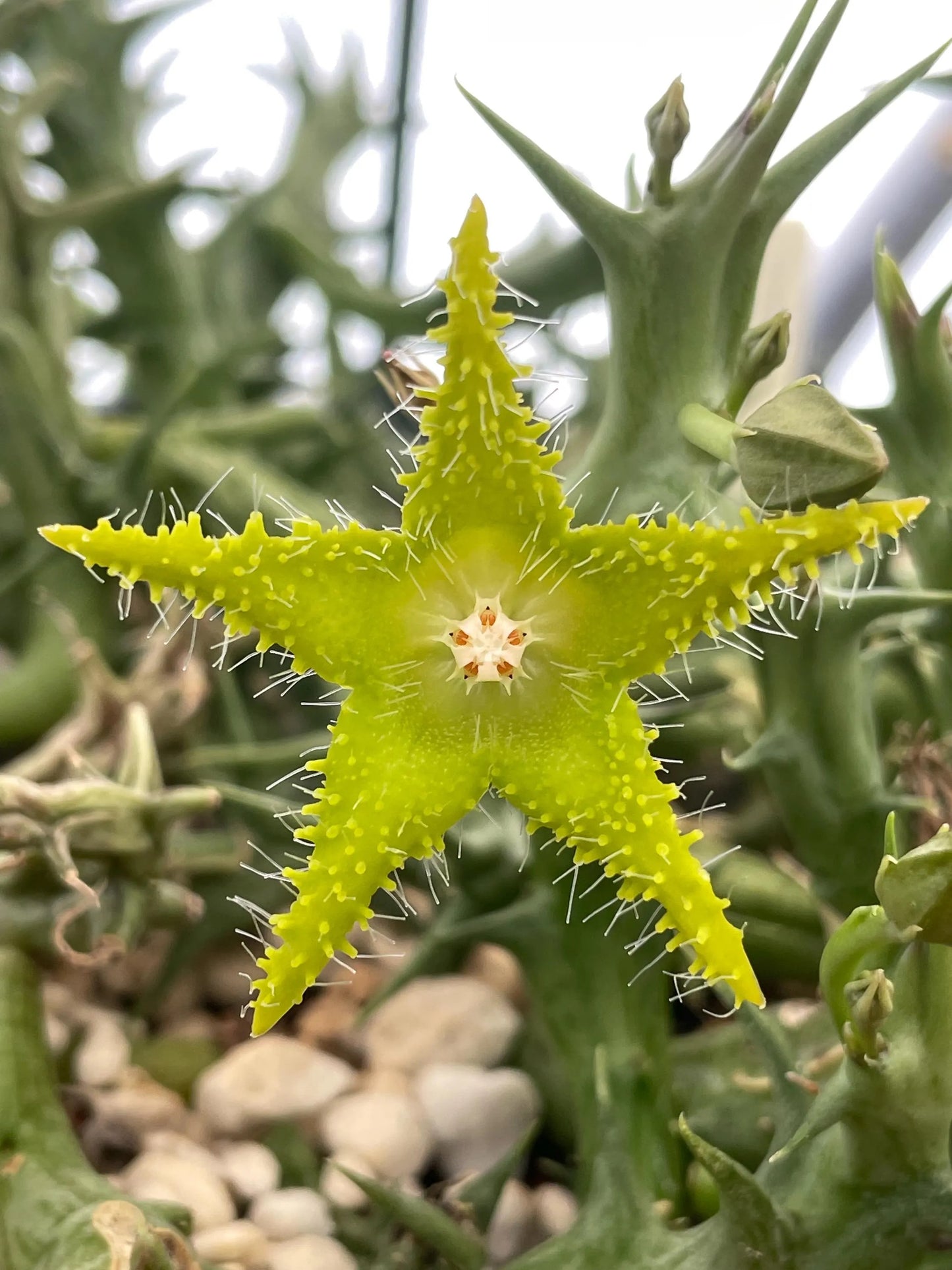 Orbea Dummeri 3.5 Inch Pot - Larger Blooming Size! WELL ROOTED Ready For Hanging Basket!