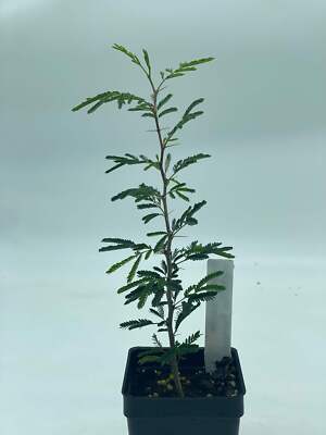Sweet Acacia Starter Plant Vachellia Farnesiana - Amazing Fragrance Fills Yard!