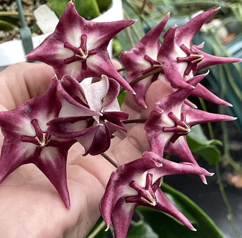 Hoya Kaimuki RARE! Exact Plant! Rooted - Grown In 3.5" pot - Very Healthy