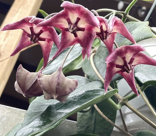 Hoya Kaimuki RARE! Exact Plant! Rooted - Grown In 3.5" pot - Very Healthy