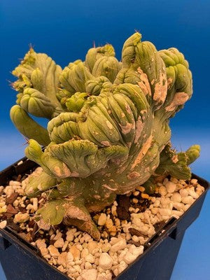Crested Monstrose Phallus Cactus Extra Large in 5.5" Pot - Truly Plant Art!