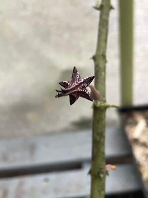 Ceropegia Stapeliformis in 4.5" Pot HUGE! Blooming Size! VERY RARE!
