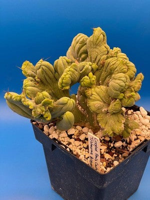 Crested Monstrose Phallus Cactus Extra Large in 5.5" Pot - Truly Plant Art!