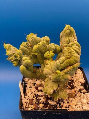 Crested Monstrose Phallus Cactus Extra Large in 5.5" Pot - Truly Plant Art!