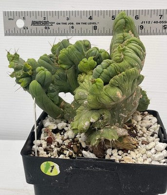 Crested Monstrose Phallus Cactus Extra Large in 5.5" Pot - Truly Plant Art!