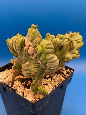 Crested Monstrose Phallus Cactus Extra Large in 5.5" Pot - Truly Plant Art!