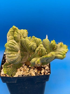 Crested Monstrose Phallus Cactus Extra Large in 5.5" Pot - Truly Plant Art!