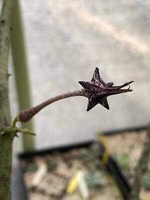 Ceropegia Stapeliformis in 4.5" Pot HUGE! Blooming Size! VERY RARE!