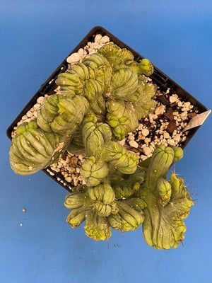 Crested Monstrose Phallus Cactus Extra Large in 5.5" Pot - Truly Plant Art!