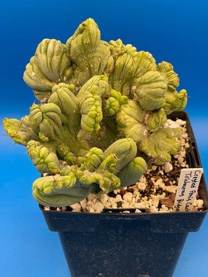 Crested Monstrose Phallus Cactus Extra Large in 5.5" Pot - Truly Plant Art!