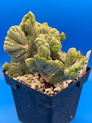 Crested Monstrose Phallus Cactus Extra Large in 5.5" Pot - Truly Plant Art!
